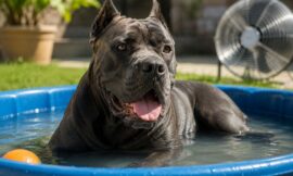 6 Best Ways to Keep Your Cane Corso Cool in Hot Summer Weather