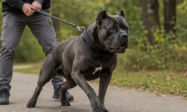 6 Best Ways to Stop Cane Corso Leash Pulling Quickly