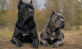 4 Biggest Differences Between Male and Female Cane Corsos