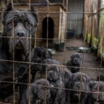 10 Biggest Red Flags to Look Out For When Choosing a Cane Corso Breeder