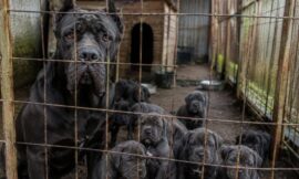 10 Biggest Red Flags to Look Out For When Choosing a Cane Corso Breeder