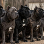 8 Heaviest Cane Corso Bloodlines in Modern History