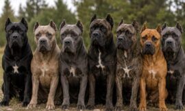 7 Most Beautiful Cane Corso Coat Colors Recognized by the AKC