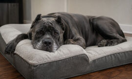 7 Most Comfortable Extra Large Orthopedic Beds for Senior Cane Corsos