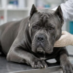 10 Most Common Cane Corso Health Issues to Watch For