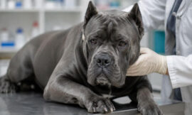 10 Most Common Cane Corso Health Issues to Watch For