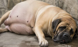 6 Most Severe Symptoms of Dog Bloat in Mastiffs