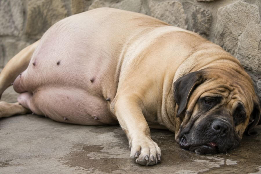 Read more about the article 6 Most Severe Symptoms of Dog Bloat in Mastiffs