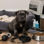 7 Most Vital Items to Buy Before Bringing Your Cane Corso Puppy Home