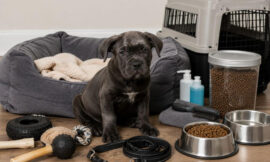 7 Most Vital Items to Buy Before Bringing Your Cane Corso Puppy Home